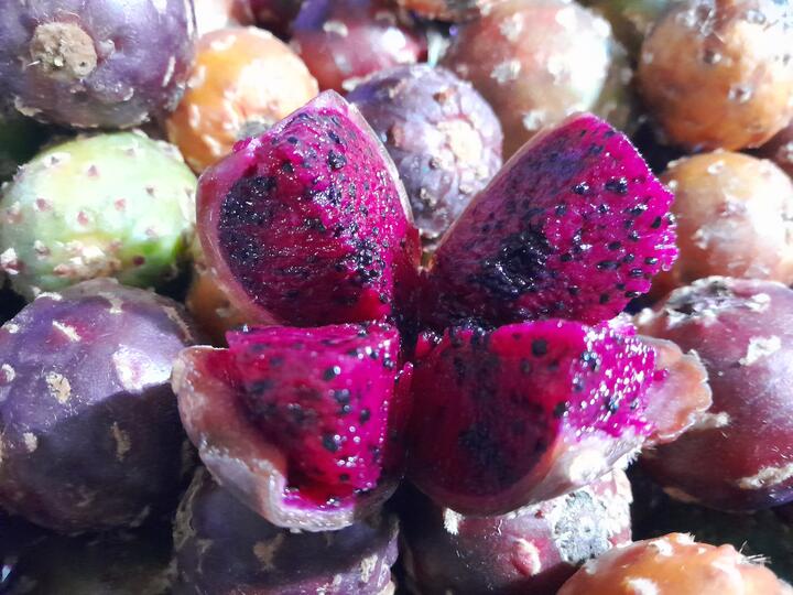 pitaya pitaya