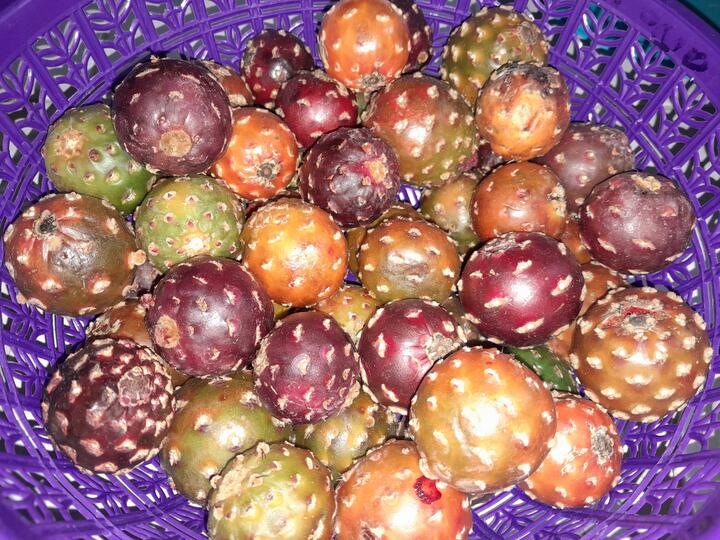 Pitaya Pitaya
