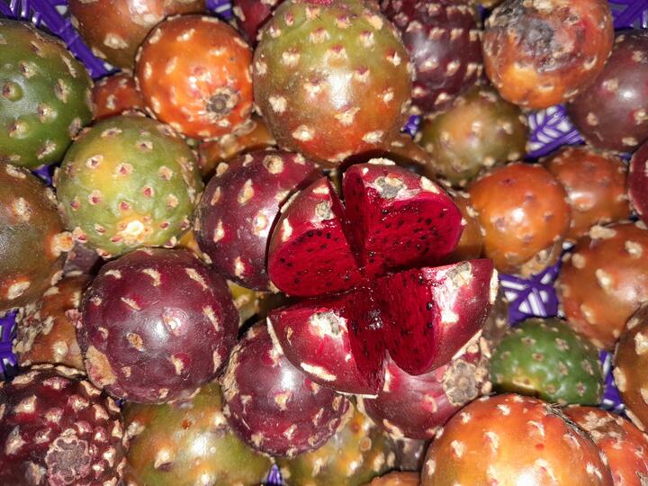 Pitaya Pitaya