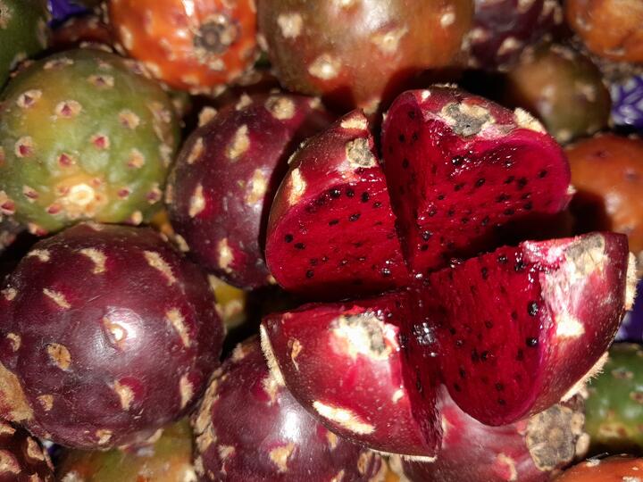 pitaya pitaya
